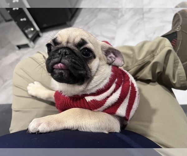 Medium Photo #3 Pug Puppy For Sale in LITTLE FALLS, NJ, USA