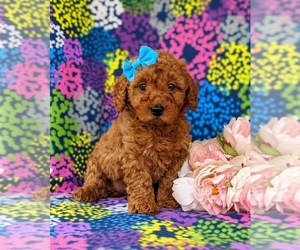 Poodle (Miniature) Puppy for sale in QUARRYVILLE, PA, USA