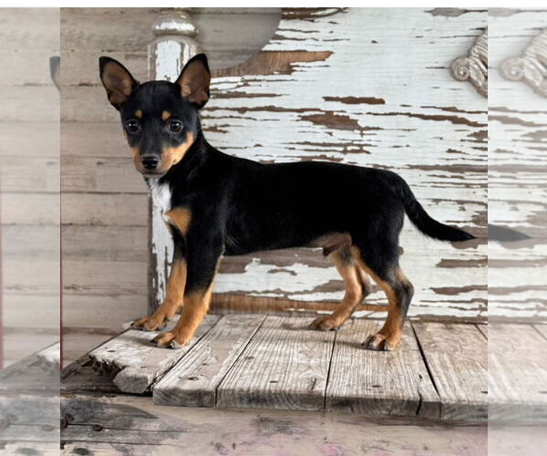 Medium Photo #2 Chipin Puppy For Sale in Carrollton, TX, USA