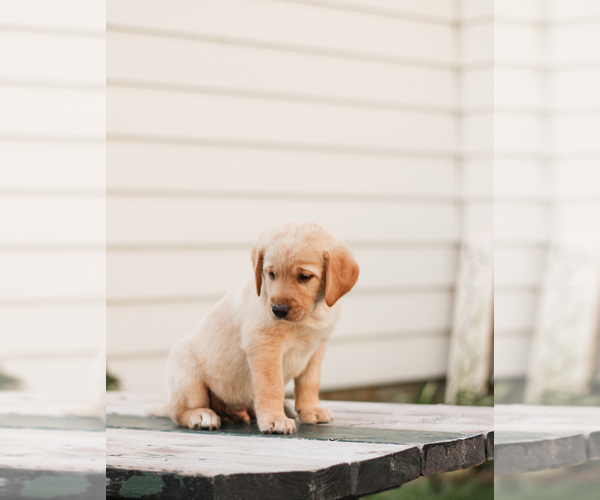 Medium Photo #2 Golden Labrador-Labrador Retriever Mix Puppy For Sale in SAINT JOHNSVILLE, NY, USA