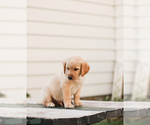 Small #1 Golden Labrador-Labrador Retriever Mix