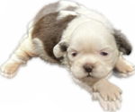 Puppy 2 Shih Tzu