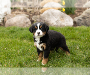 Bulldog Puppy for sale in MILLERSBURG, IN, USA