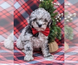 Poodle (Toy) Puppy for sale in QUARRYVILLE, PA, USA