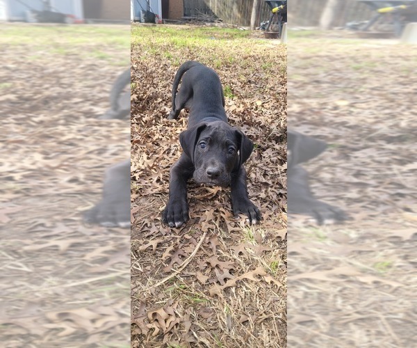 Medium Photo #1 Great Dane Puppy For Sale in BUDA, TX, USA