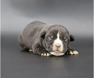 American Bully Puppy for sale in CHAMPAIGN, IL, USA