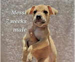 Small #1 Chihuahua Mix