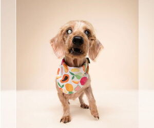 Sammy (being fostered in Miami, FL) - Male Dachshund Dog for Adoption - Photo #4