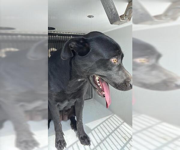 Medium Photo #1 Labrador Retriever Puppy For Sale in Houston, TX, USA