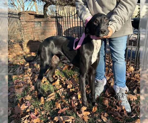 Medium Photo #2 Greyhound Puppy For Sale in Cherry Hill, NJ, USA