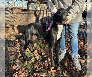 Dash - Female Greyhound Dog for Adoption - Photo #2