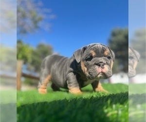English Bulldog Puppy for sale in WEST HOLLYWOOD, CA, USA