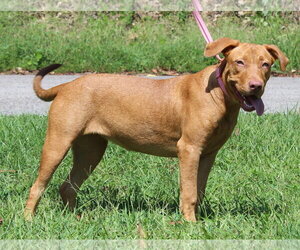Honey 44362 - Female Retriever -Unknown Mix Dog for Adoption - Photo #4