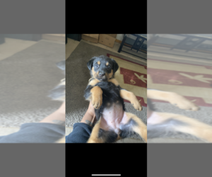 Shepweiller Puppy for sale in BELLEVILLE, IL, USA