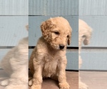 Small Photo #1 Goldendoodle Puppy For Sale in ANDREWS, NC, USA