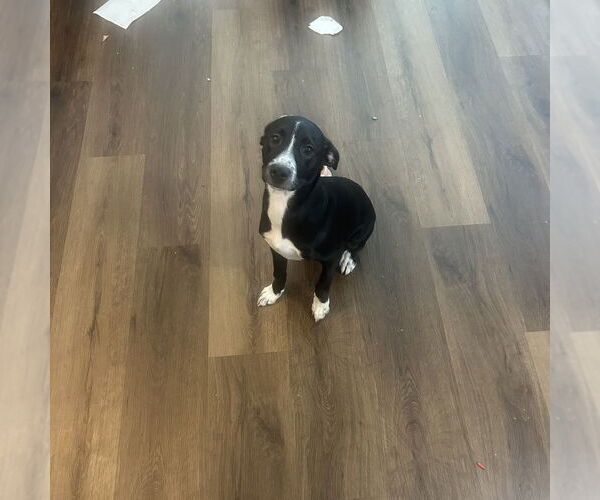 Medium Photo #9 Labbe Puppy For Sale in Brewster, NY, USA