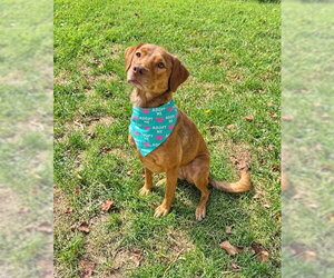 Beagle Dogs for adoption in Evansville, IN, USA