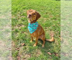 Lee - Female Beagle Dog for Adoption - Small photo