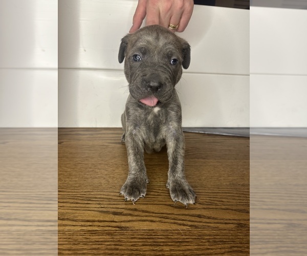 Medium Photo #1 Cane Corso Puppy For Sale in PALOS HEIGHTS, IL, USA