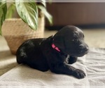 Small #2 Goldendoodle