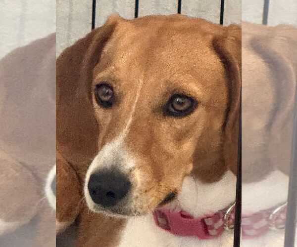 Medium Photo #4 Beagle-Unknown Mix Puppy For Sale in Dunnellon, FL, USA