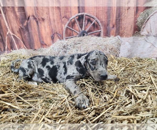 Medium Photo #5 Catahoula Leopard Dog Puppy For Sale in CUMBY, TX, USA