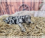 Small #4 Catahoula Leopard Dog