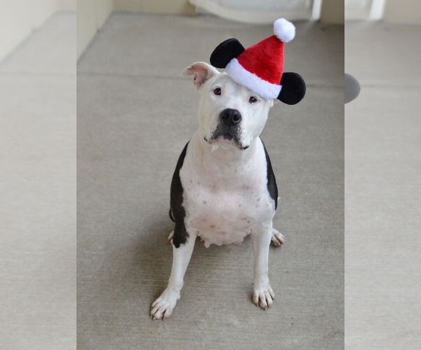 Medium Photo #1 Mutt Puppy For Sale in McKinney, TX, USA