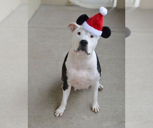 Mutt Dogs for adoption in McKinney, TX, USA