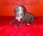 Small Photo #19 American Pit Bull Terrier Puppy For Sale in TRENTON, NJ, USA