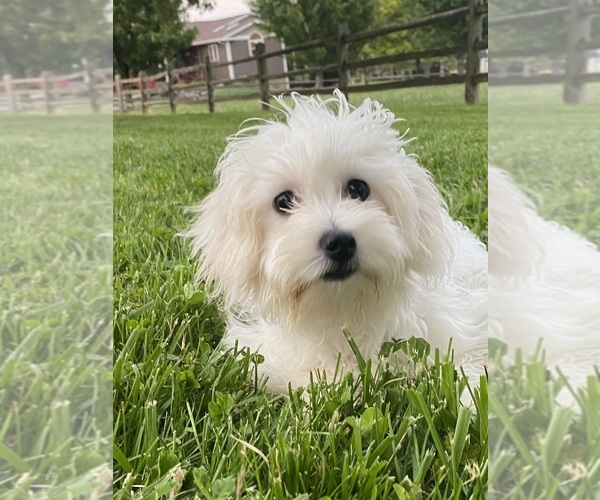 Medium Photo #3 Coton de Tulear Puppy For Sale in CANOGA, NY, USA