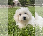 Small #2 Coton de Tulear