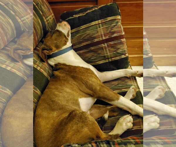 Medium Photo #15 American Pit Bull Terrier-Unknown Mix Puppy For Sale in Germantown, OH, USA