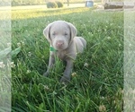 Small #4 Labrador Retriever