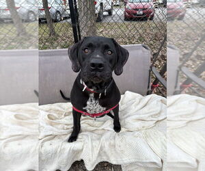 Pointer-Unknown Mix Dogs for adoption in Elmsford, NY, USA
