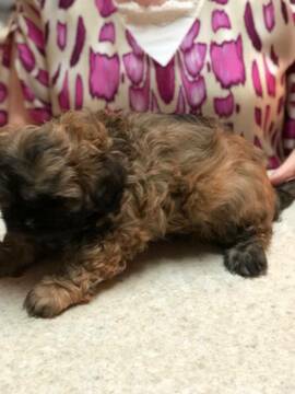 Medium Photo #1 Shih Tzu Puppy For Sale in CEDAR PARK, TX, USA