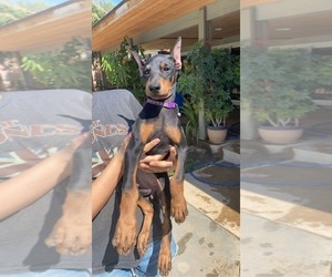 Doberman Pinscher Puppy for sale in MORENO VALLEY, CA, USA