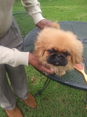 Pekingese Puppy for sale in ATHENS, GA, USA