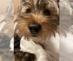Image preview for Ad Listing. Nickname: Sam