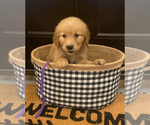 Small Photo #4 Golden Retriever Puppy For Sale in MILES, TX, USA