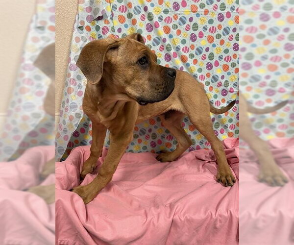 Medium Photo #1 Mutt Puppy For Sale in Modesto, CA, USA