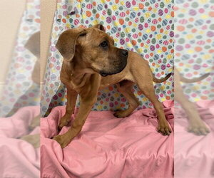 Mutt Dogs for adoption in Modesto, CA, USA