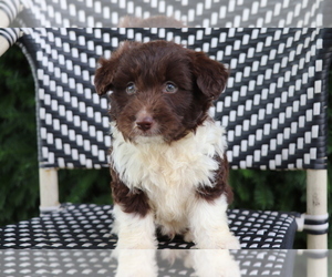Aussiedoodle Miniature Puppy for sale in SHILOH, OH, USA