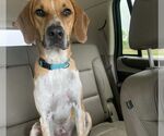 Small #1 Beagle Mix