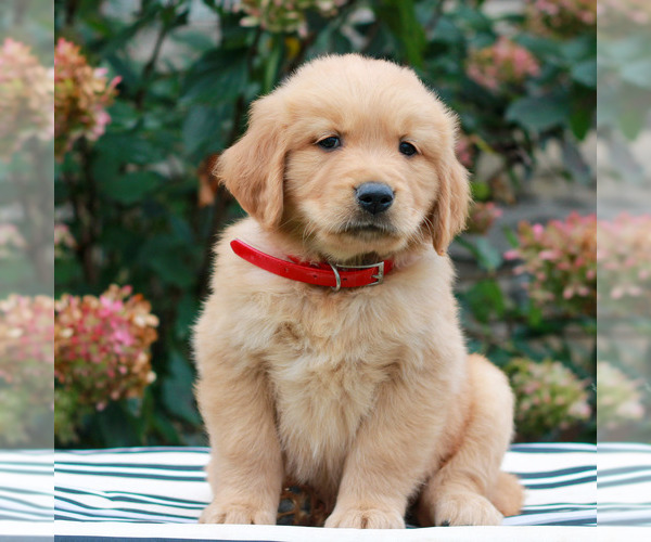 Medium Photo #2 Golden Retriever Puppy For Sale in LITITZ, PA, USA
