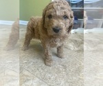 Puppy Gwen Goldendoodle (Miniature)