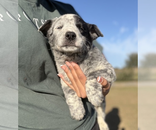 Medium Photo #4 Australian Cattle Dog Puppy For Sale in ZOLFO SPRINGS, FL, USA