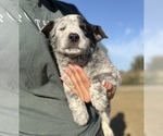 Small #3 Australian Cattle Dog
