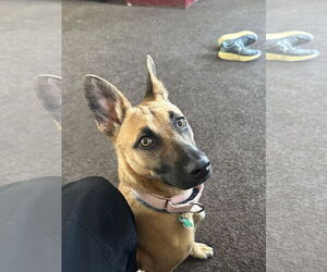 Missy - Female Mutt Dog for Adoption - Photo #6