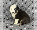 Small #4 Australian Shepherd